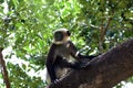 Long tailed langur in zoological park Royalty Free Stock Photo
