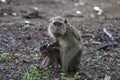 Long tailed macaque Royalty Free Stock Photo