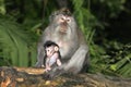 Long Tailed Macaque and Baby