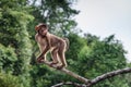 Long tailed macaque in central Sabah 