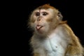 Long-tailed macaque or Crab-eating macaque Royalty Free Stock Photo