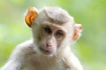 Long-tailed macaque Crab-eating macaque Macaca fascicularis Royalty Free Stock Photo