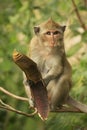 Long-tailed macaque eating