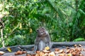 Long-tailed macaque feeding time at Sacred Monkey Forest Sanctuary Royalty Free Stock Photo