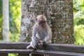 Monkey at Monkey Forest Sanctuary in Ubud Royalty Free Stock Photo