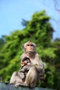 Long-Tailed Macaque with her sweet baby. Royalty Free Stock Photo