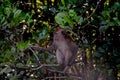 Long-tailed macaque, Langkawi, Malaysia Royalty Free Stock Photo