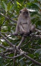 Long-tailed macaque, Langkawi, Malaysia Royalty Free Stock Photo