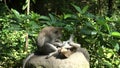 A long tailed macaque lies on its back as it is deloused