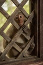 Long-tailed macaque looks mournfully through wooden trellis Royalty Free Stock Photo