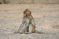 Long-tailed macaque Macaca fascicularis