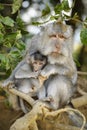 Long-tailed Macaque - Macaca fascicularis