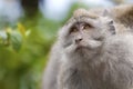 Long-tailed Macaque Monkey Royalty Free Stock Photo