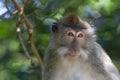 Long-tailed Macaque Monkey Royalty Free Stock Photo