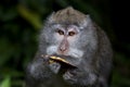 Long-tailed Macaque Monkey Royalty Free Stock Photo