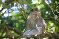Long-tailed Macaque Monkey Royalty Free Stock Photo