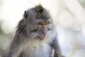 Long-tailed Macaque Monkey Royalty Free Stock Photo
