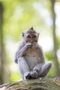 Long-tailed Macaque Monkey Royalty Free Stock Photo