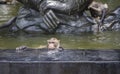Long tailed macaque,monkey having a soak in a pool for relax from hot summer,global warming Royalty Free Stock Photo