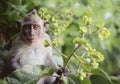 Long tailed macaque monkeys baby