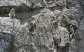 Long tailed macaque,monkeys climbing and sit on a rock mountain Royalty Free Stock Photo
