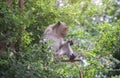 Long tailed macaque,monkeys siting on a green tree branch,light effect added