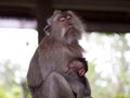 Long tailed macaque mother suckling her baby