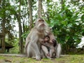 Long tailed macaque mother suckling her baby