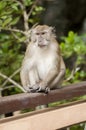 Long-tailed Macaque on the railing