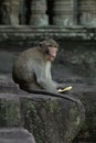 Long-tailed macaque sits at Angkor Wat eating