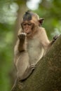 Long-tailed macaque sits licking object in hand