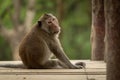 Long-tailed macaque sits looking back on bridge Royalty Free Stock Photo