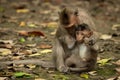 Long-tailed macaque sits nursing baby amongst leaves