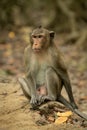 Long-tailed macaque sits on rock amongst leaves