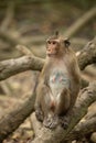 Long-tailed macaque sits among tangled mangrove roots