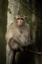 Long-tailed macaque sits in tree facing camera