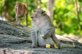 Long-tailed macaque, in Thailand, Saraburi a wildlife sanctuary, living with family with expression on the faces, and some posing