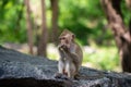 Long-tailed macaque, in Thailand, Saraburi a wildlife sanctuary, living with family with expression on the faces, and some posing