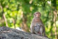 Long-tailed macaque, in Thailand, Saraburi a wildlife sanctuary, living with family with expression on the faces, and some posing