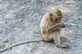 Long-tailed macaque, in Thailand, Saraburi a wildlife sanctuary, living with family with expression on the faces, and some posing