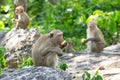 Long-tailed macaque, in Thailand, Saraburi a wildlife sanctuary, living with family with expression on the faces, and some posing