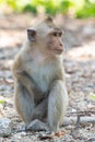 Long-tailed macaque, in Thailand, Saraburi a wildlife sanctuary, living with family with expression on the faces, and some posing