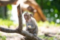 Long-tailed macaque, in Thailand, Saraburi a wildlife sanctuary, living with family with expression on the faces, and some posing