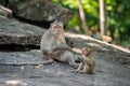 Long-tailed macaque, in Thailand, Saraburi a wildlife sanctuary, living with family with expression on the faces, and some posing