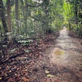 Long-tailed macaque in tropical rainforest Royalty Free Stock Photo