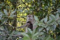 Long-tailed macaques, Langkawi, Malaysia Royalty Free Stock Photo