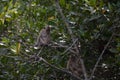 Long-tailed macaques, Langkawi, Malaysia Royalty Free Stock Photo