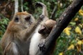 Long-tailed macaques, Langkawi, Malaysia Royalty Free Stock Photo