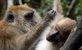 Long-tailed macaques, Langkawi, Malaysia Royalty Free Stock Photo