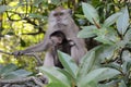 Long-tailed macaques, Langkawi, Malaysia Royalty Free Stock Photo